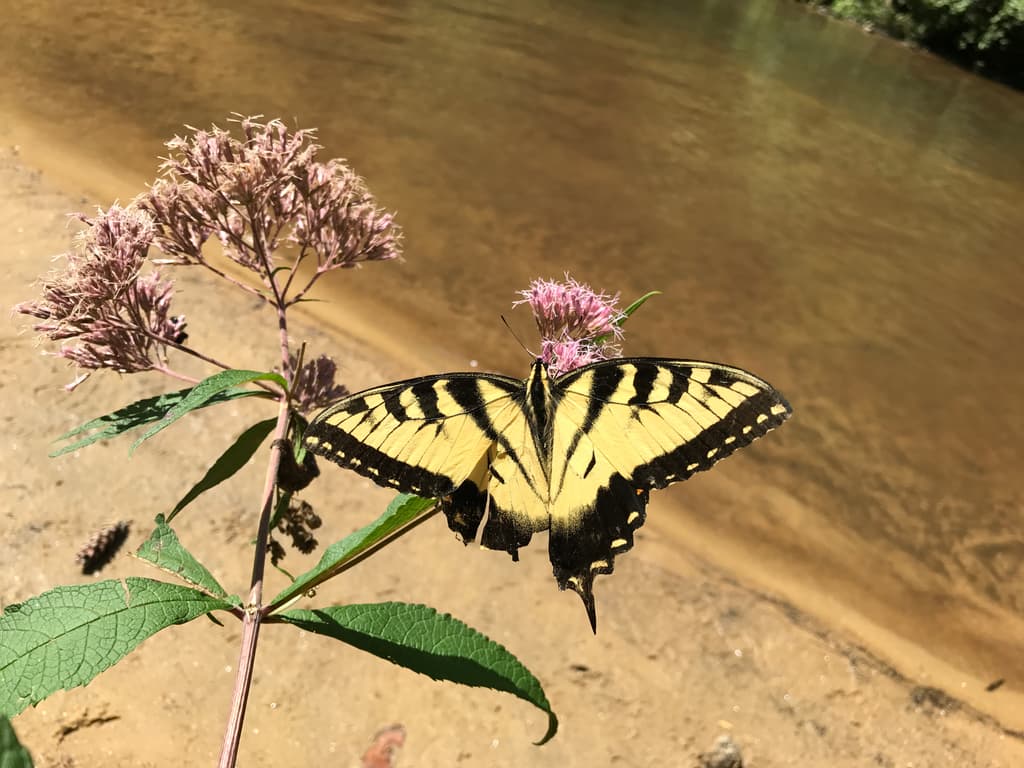 A butterfly landing on a flower