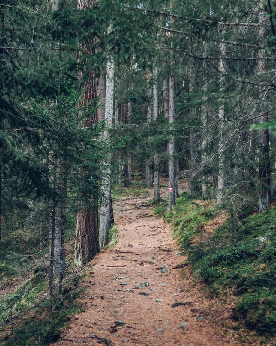 Trail in Woods